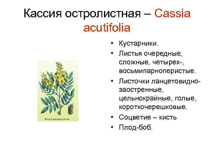 Кассия остролистная – Cassia acutifolia • Кустарники. • Листья очередные, сложные, четырех-, восьмипарноперистые. •