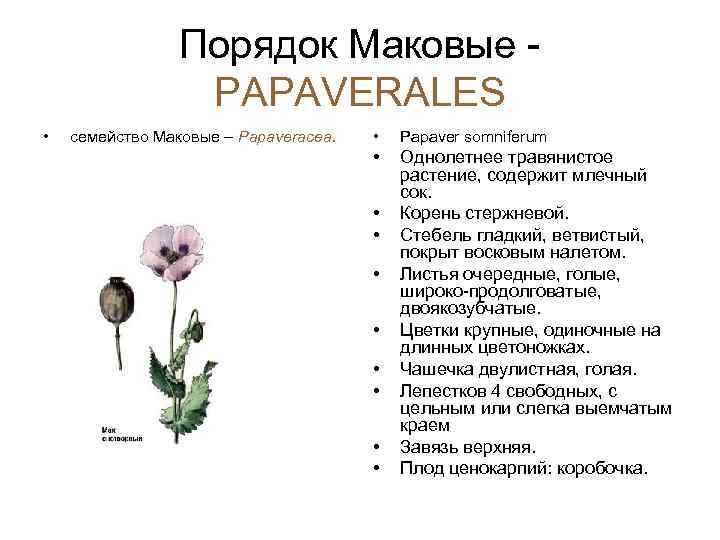 Порядок Маковые PAPAVERALES • семейство Маковые – Papaveracea. • Papaver somniferum • Однолетнее травянистое