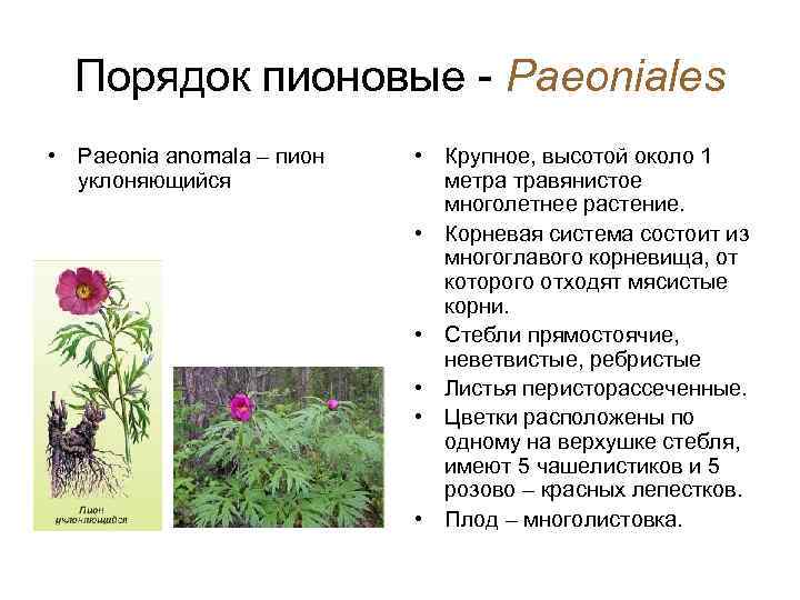 Порядок пионовые - Paeoniales • Paeonia anomala – пион уклоняющийся • Крупное, высотой около