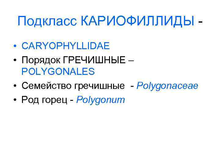 Подкласс КАРИОФИЛЛИДЫ • CARYOPHYLLIDAE • Порядок ГРЕЧИШНЫЕ – POLYGONALES • Семейство гречишные - Polygonaceae