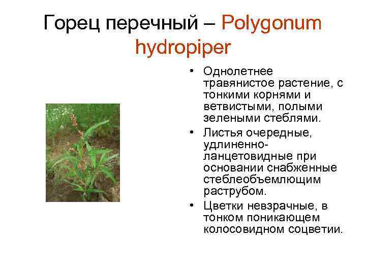 Горец перечный – Polygonum hydropiper • Однолетнее травянистое растение, с тонкими корнями и ветвистыми,