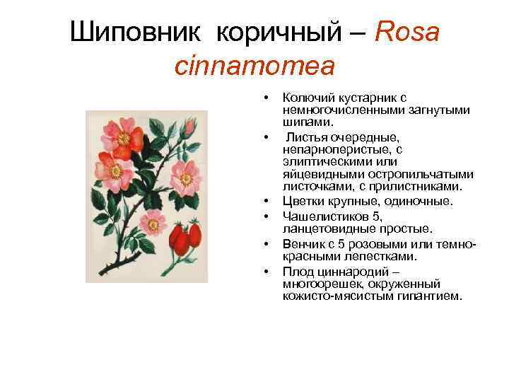 Шиповник коричный – Rosa cinnamomea • • • Колючий кустарник с немногочисленными загнутыми шипами.
