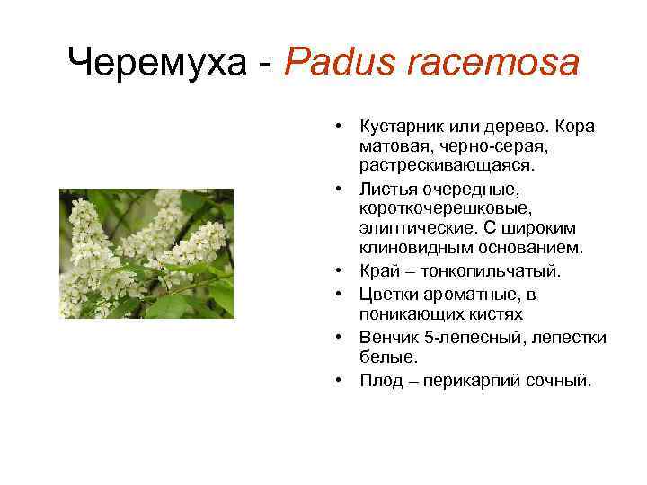 Черемуха - Padus racemosa • Кустарник или дерево. Кора матовая, черно-серая, растрескивающаяся. • Листья