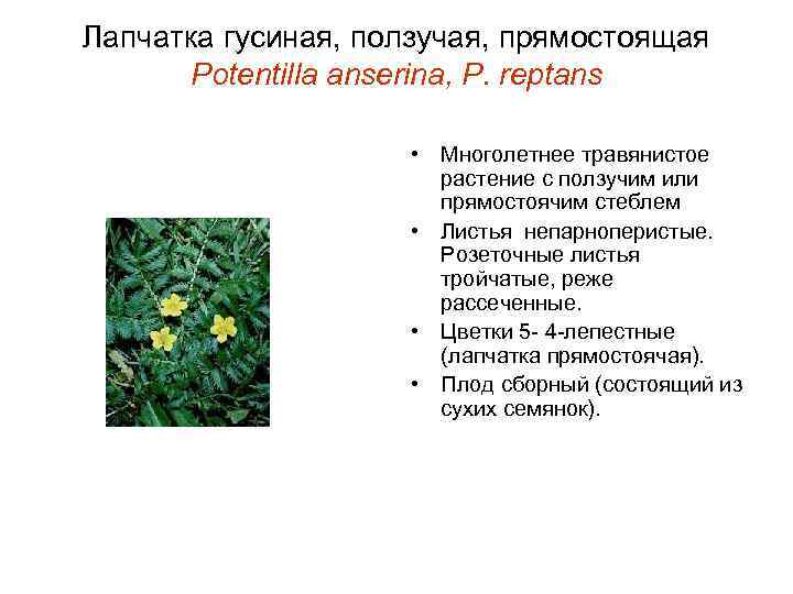 Гусиные лапки цветок полевой фото и описание