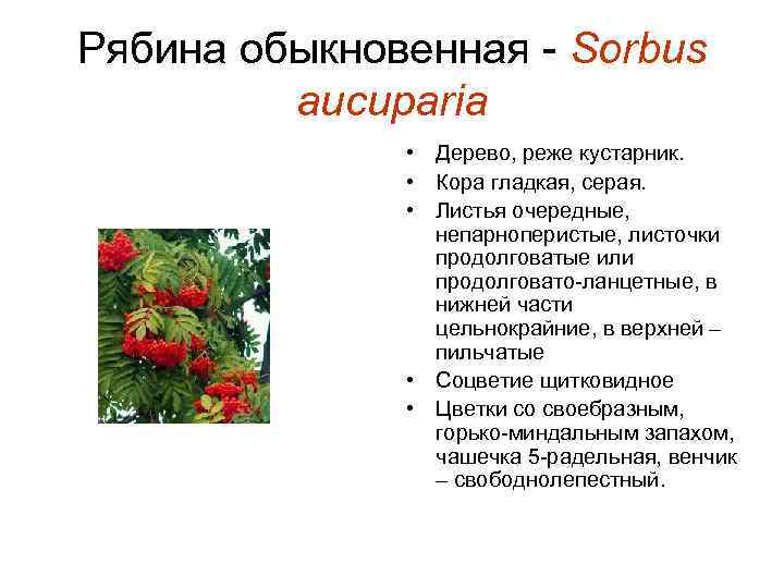 Рябина обыкновенная - Sorbus aucuparia • Дерево, реже кустарник. • Кора гладкая, серая. •