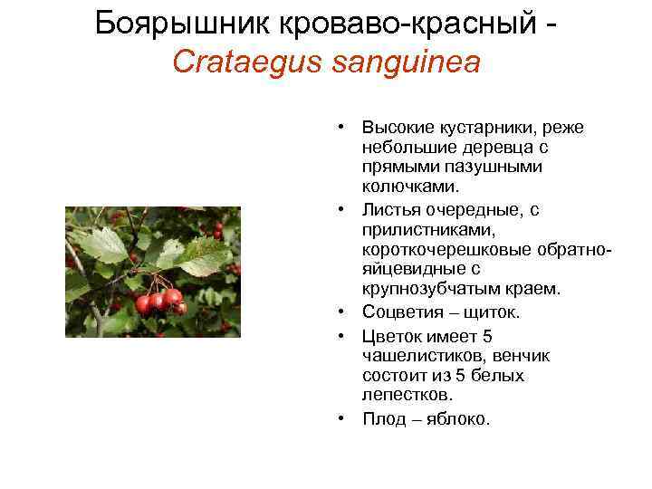 Боярышник кроваво-красный Crataegus sanguinea • Высокие кустарники, реже небольшие деревца с прямыми пазушными колючками.