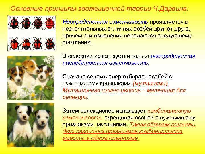 Основные принципы эволюционной теории Ч. Дарвина: Неопределенная изменчивость проявляется в незначительных отличиях особей друг