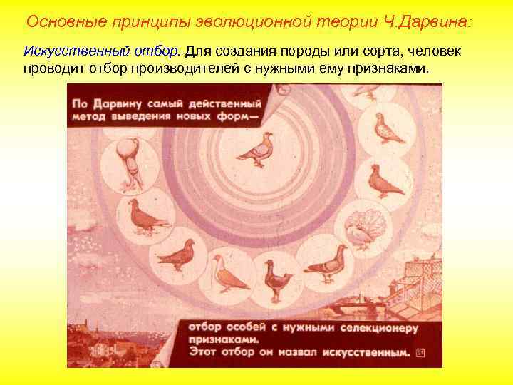 Основные принципы эволюционной теории Ч. Дарвина: Искусственный отбор. Для создания породы или сорта, человек