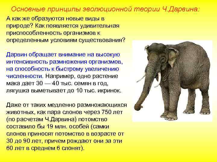 Основные принципы эволюционной теории Ч. Дарвина: А как же образуются новые виды в природе?