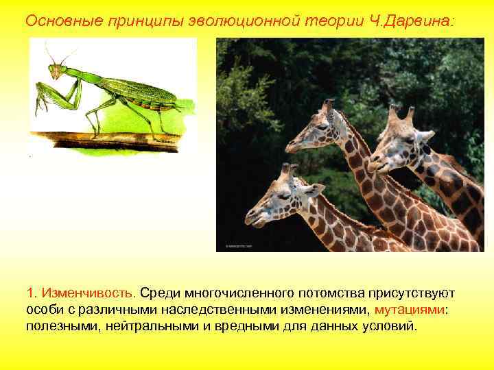 Основные принципы эволюционной теории Ч. Дарвина: 1. Изменчивость. Среди многочисленного потомства присутствуют особи с