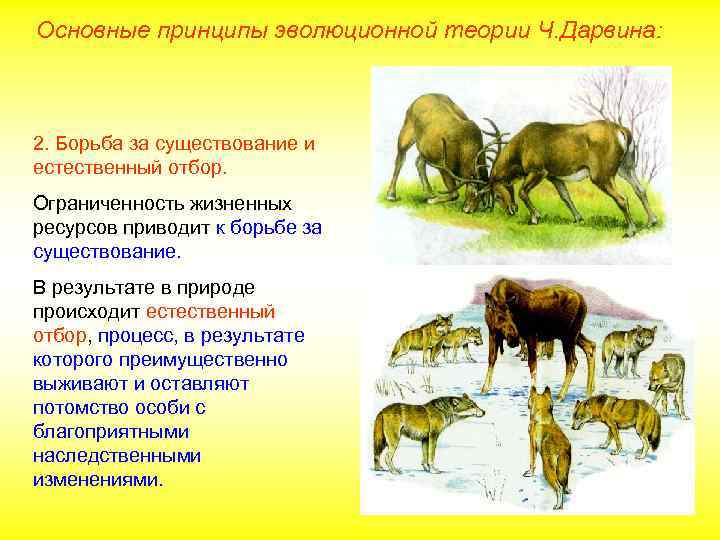 Основные принципы эволюционной теории Ч. Дарвина: 2. Борьба за существование и естественный отбор. Ограниченность