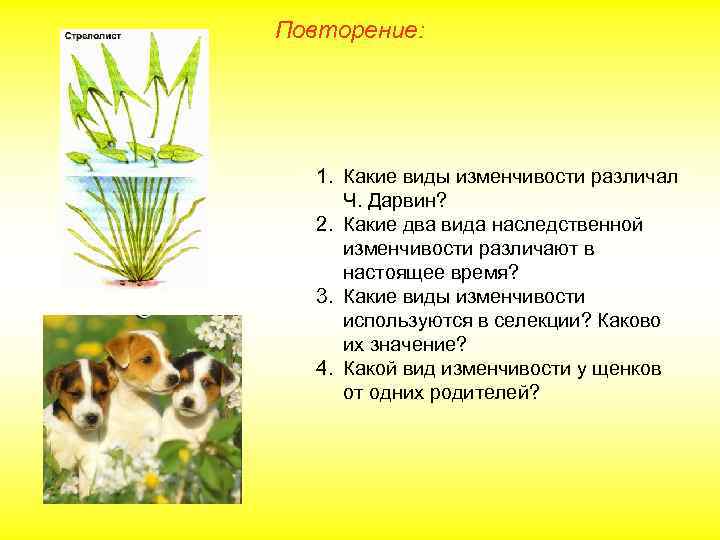 Повторение: 1. Какие виды изменчивости различал Ч. Дарвин? 2. Какие два вида наследственной изменчивости
