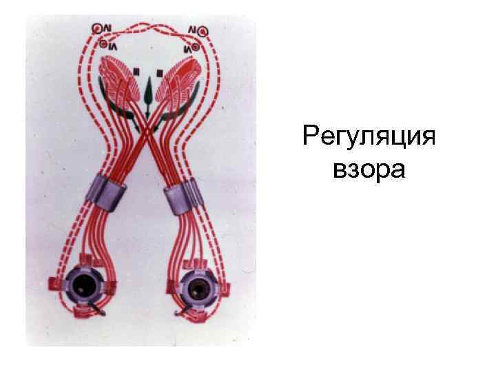 Регуляция взора 