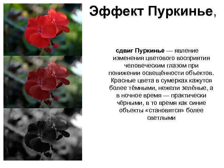Эффект Пуркинье, сдвиг Пуркинье — явление изменения цветового восприятия человеческим глазом при понижении освещённости
