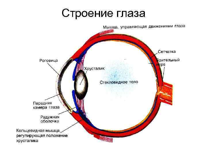 Строение глаза и функции его структур изучали. Строение глаза анатомия. Строение глаза физиология. Строение глазного яблока физиология. Глаза человека анатомия и физиология.