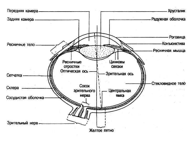 Анатомия физиология патология органов зрения. Передний и задний полюс глаза. Передний полюс глазного яблока. Задний полюс глазного яблока. Передний и задний полюс глазного яблока.