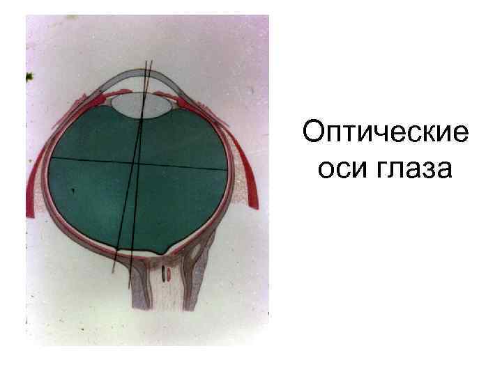 Оптические оси глаза 