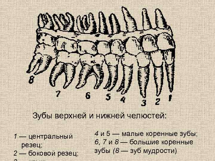 Малые коренные зубы функции