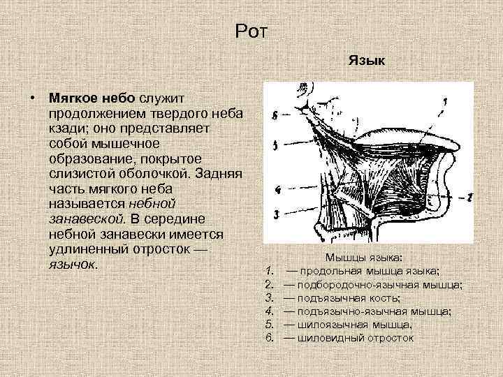 Рот Язык • Мягкое небо служит продолжением твердого неба кзади; оно представляет собой мышечное