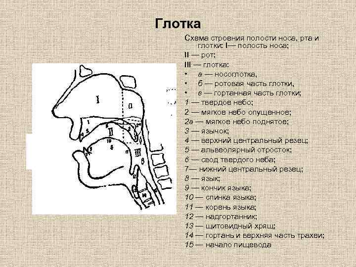 Полость рта схема