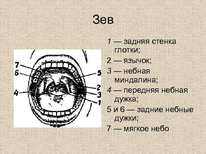 Небные дужки рисунок