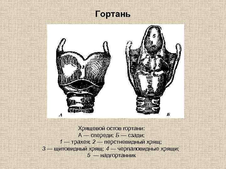 Гортань Хрящевой остов гортани: А — спереди; Б — сзади; 1 — трахея; 2
