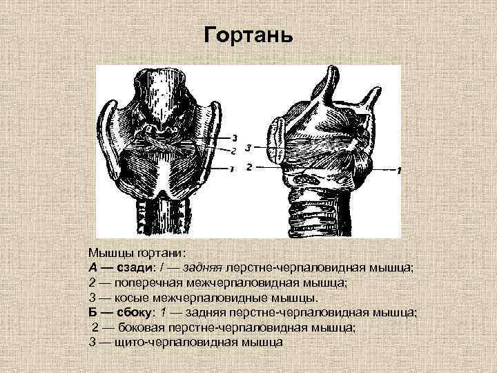 Гортань Мышцы гортани: А — сзади: / — задняя лерстне черпаловидная мышца; 2 —