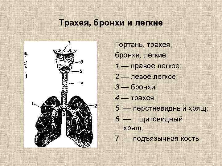 Бронхи и легкие строение картинки