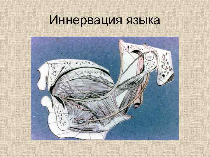 Иннервация языка 