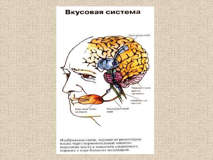 Анатомия физиология и патология органов речи