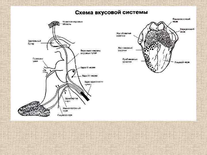 Вкусовой анализатор физиология презентация