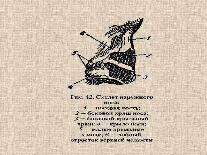 Анатомия физиология и патология органов речи