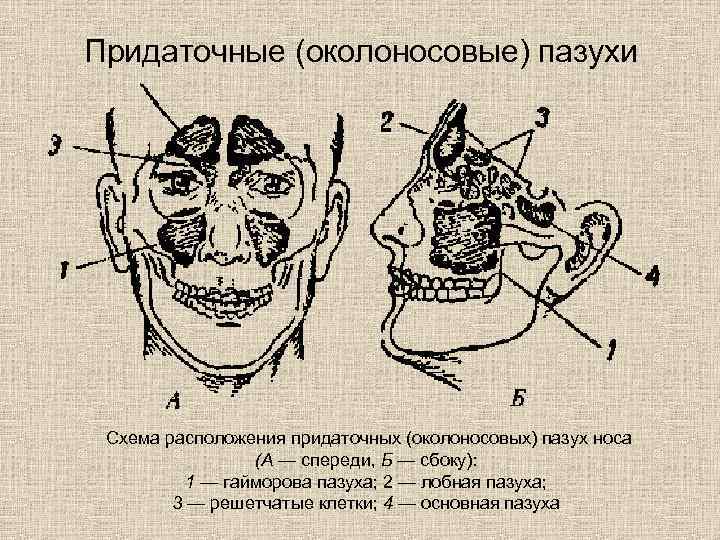 Придаточные (околоносовые) пазухи Схема расположения придаточных (околоносовых) пазух носа (А — спереди, Б —