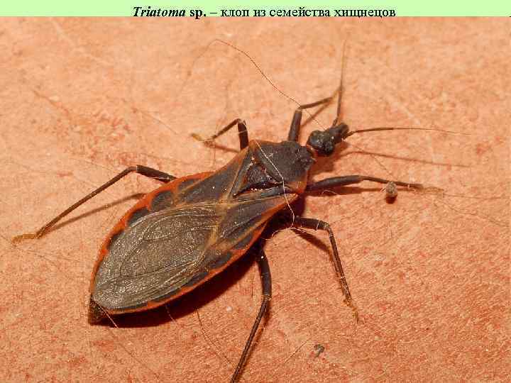 Triatoma sp. – клоп из семейства хищнецов 