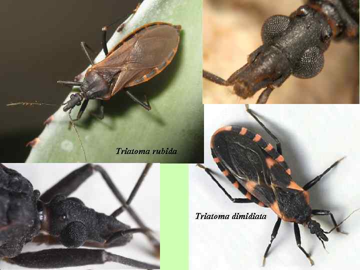 Triatoma rubida Triatoma dimidiata 