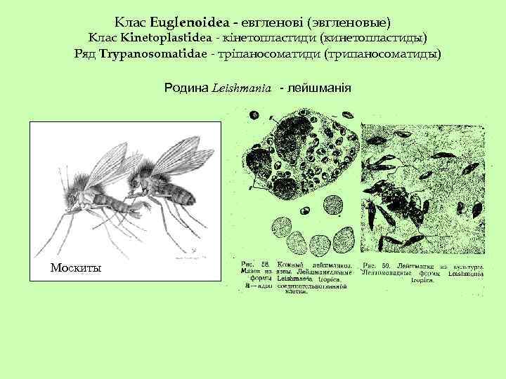 Клас Euglenoidea - евгленові (эвгленовые) Клас Kinetoplastidea - кінетопластиди (кинетопластиды) Ряд Trypanosomatidae - тріпаносоматиди