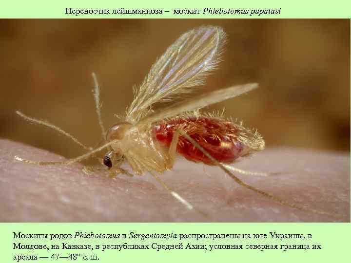 Переносчик лейшманиоза – москит Phlebotomus papatasi Москиты родов Phlebotomus и Sergentomyia распространены на юге