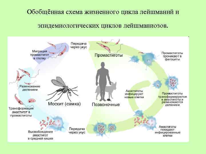 Обобщённая схема жизненного цикла лейшманий и эпидемиологических циклов лейшманиозов. 