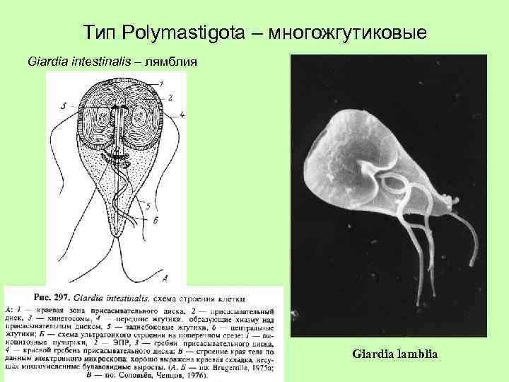 Тип Polymastigota – многожгутиковые Giardia intestinalis – лямблия Giardia lamblia 