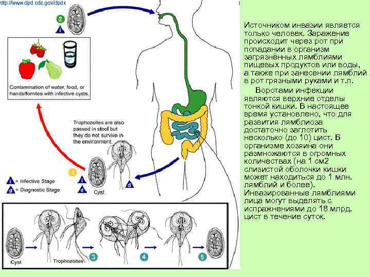 Источником инвазии является только человек. Заражение происходит через рот при попадании в организм загрязнённых