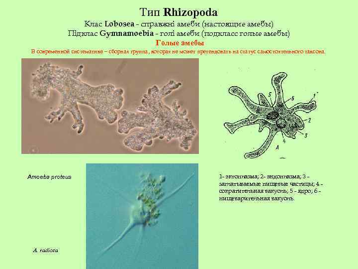 Тип Rhizopoda Клас Lobosea - справжні амеби (настоящие амебы) Підклас Gymnamoebia - голі амеби