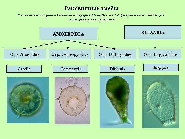 Раковинные амебы В соответствии с современной систематикой эукариот (Мазей, Цыганов, 2006) все раковинные амебы
