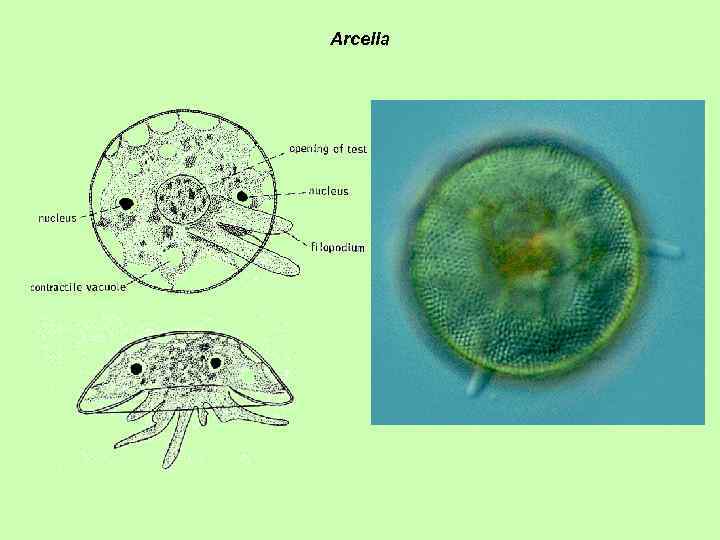 Arcella 