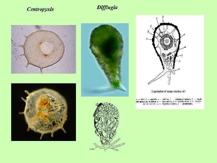 Centropyxis Difflugia 