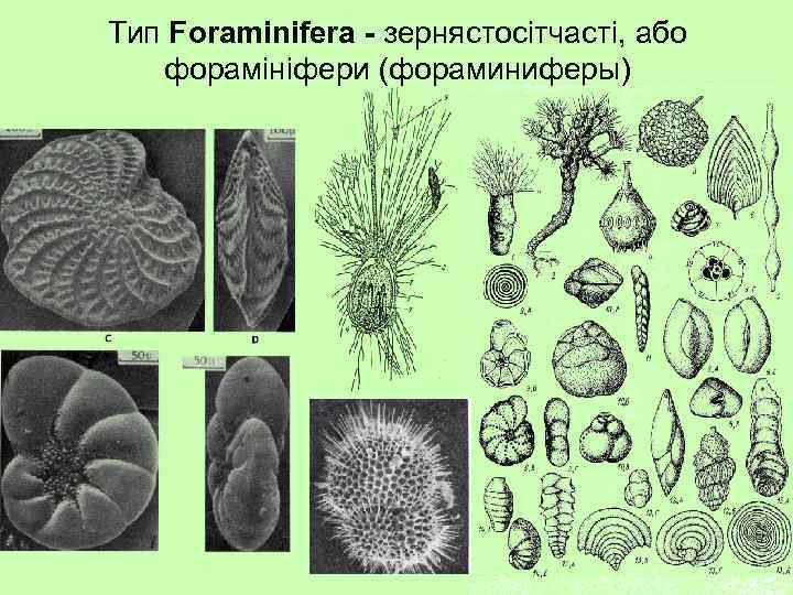 Тип Foraminifera - зернястосітчасті, або форамініфери (фораминиферы) 