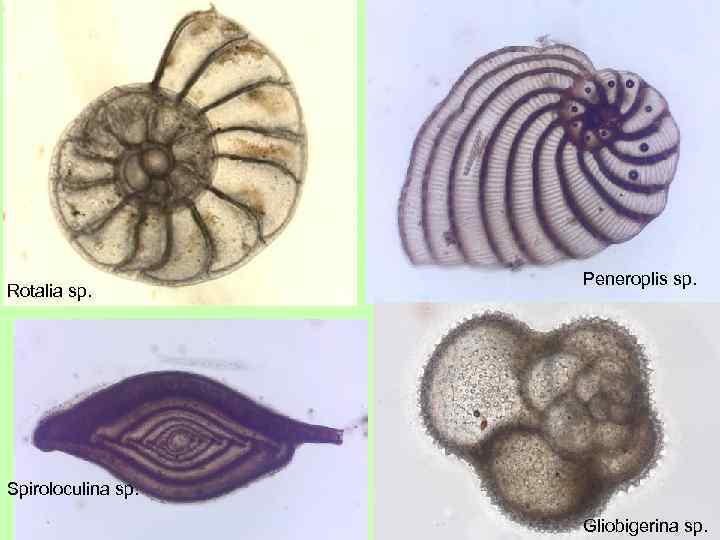 Rotalia sp. Peneroplis sp. Spiroloculina sp. Gliobigerina sp. 