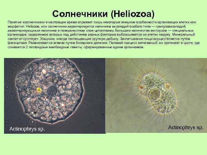 Солнечники (Heliozoa) Понятие «солнечники» в настоящее время отражает лишь некоторые внешние особенности организации клетки