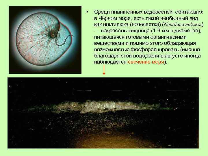  • Среди планктонных водорослей, обитающих в Чёрном море, есть такой необычный вид как