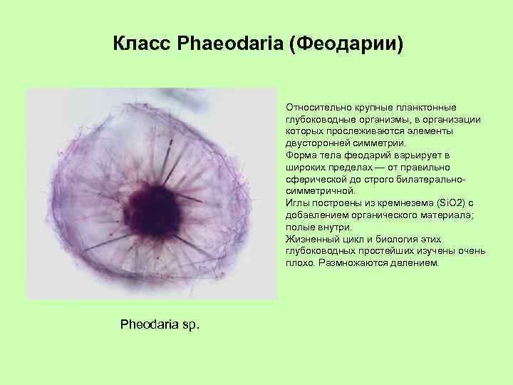 Класс Phaeodaria (Феодарии) Относительно крупные планктонные глубоководные организмы, в организации которых прослеживаются элементы двусторонней