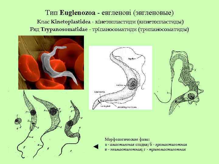 Тип Euglenozoa - евгленові (эвгленовые) Клас Kinetoplastidea - кінетопластиди (кинетопластиды) Ряд Trypanosomatidae - тріпаносоматиди